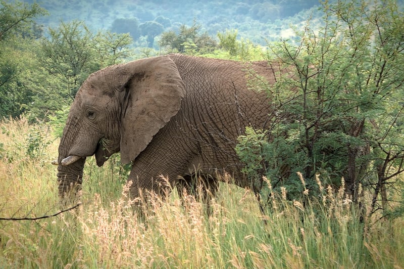 Luxury Safari